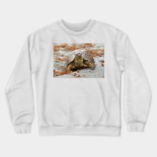 Eastern Box Turtle Crewneck Sweatshirt